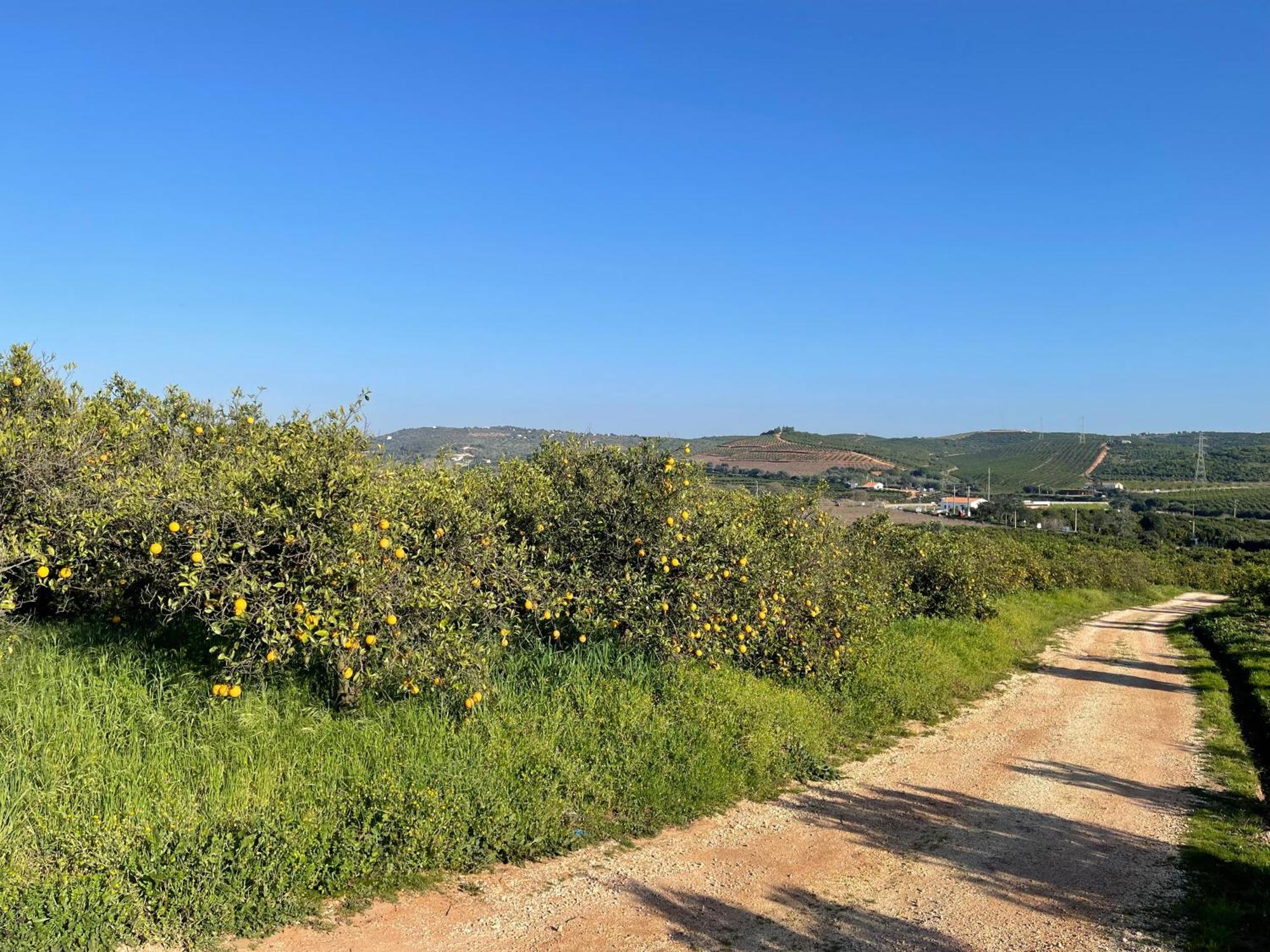 Orange Grove Residence Силвес Екстериор снимка