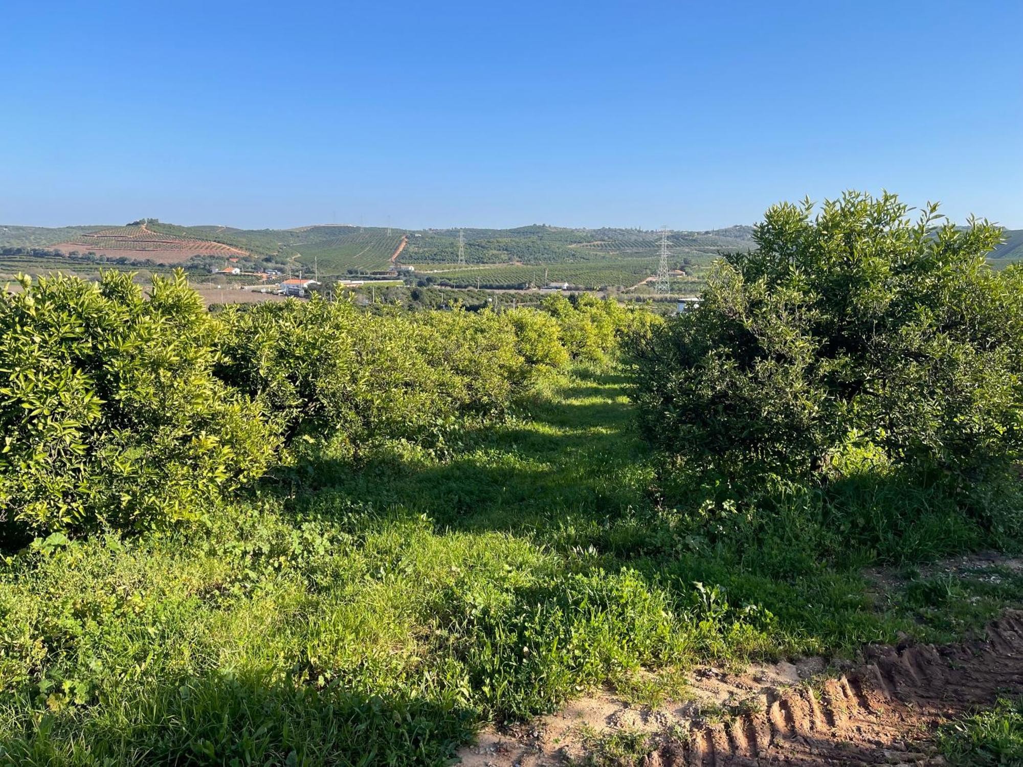 Orange Grove Residence Силвес Екстериор снимка