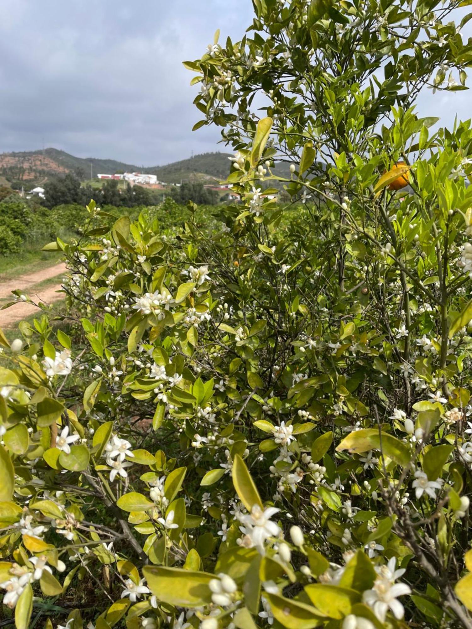 Orange Grove Residence Силвес Екстериор снимка
